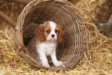 Cavalier King Charles Spaniel Welpe im Körbchen sitzend - HTF000144