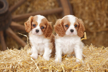 Zwei Cavalier King Charles Spaniel Welpen sitzen auf einem Strohballen - HTF000173