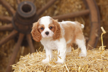 Cavalier King Charles Spaniel Welpe stehend auf einem Strohballen - HTF000174