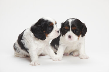 Two Cavalier King Charles spaniel puppies sitting in front of white background - HTF000149