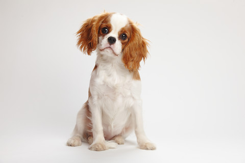 Cavalier King Charles Spaniel Welpe sitzt vor weißem Hintergrund, lizenzfreies Stockfoto