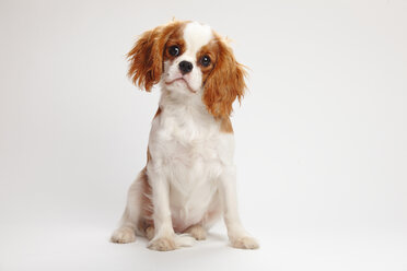 Cavalier King Charles Spaniel Welpe sitzt vor weißem Hintergrund - HTF000150