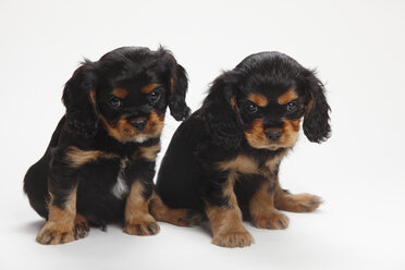 Two Cavalier King Charles spaniel puppies sitting in front of white background - HTF000177