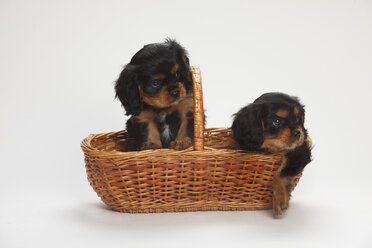 Zwei Cavalier King Charles Spaniel Welpen sitzen in einem Korb vor weißem Hintergrund - HTF000179