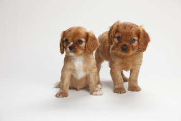 Two Cavalier King Charles spaniel puppies in front of white background - HTF000154