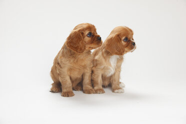 Zwei Cavalier King Charles Spaniel Welpen sitzen vor weißem Hintergrund - HTF000156