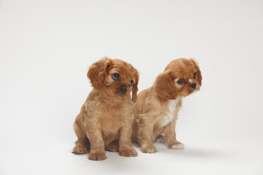 Zwei Cavalier King Charles Spaniel Welpen sitzen vor weißem Hintergrund - HTF000157