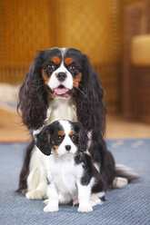 Cavalier King Charles spaniel with puppy on a carpet - HTF000158