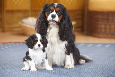Cavalier King Charles spaniel with puppy on a carpet - HTF000159