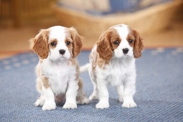 Two Cavalier King Charles spaniel puppies on a carpet - HTF000160