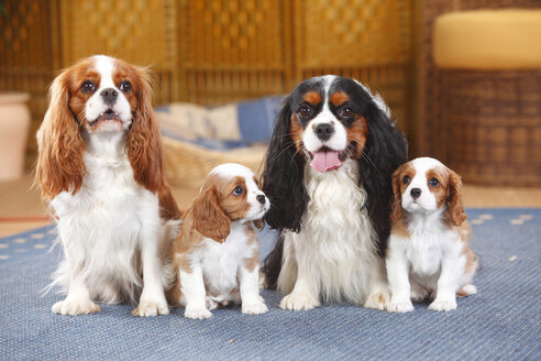 Two Cavalier King Charles spaniel with two puppies sitting on a carpet - HTF000161