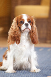 Cavalier King Charles Spaniel sitzend auf einem Teppich - HTF000162