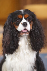 Porträt eines Cavalier King Charles Spaniels - HTF000163