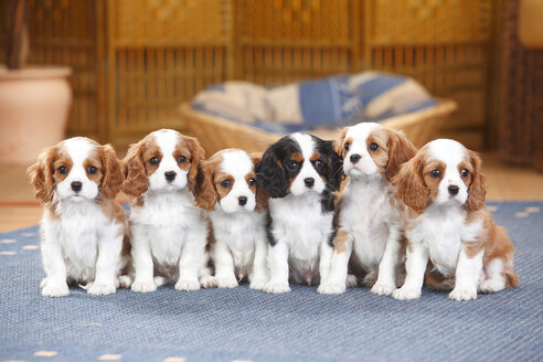 Sechs Cavalier King Charles Spaniel Welpen sitzen auf einem Teppich - HTF000166