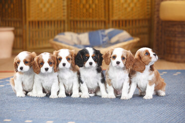 Sechs Cavalier King Charles Spaniel Welpen sitzen auf einem Teppich - HTF000167