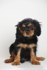 Cavalier King Charles Spaniel Welpe sitzt vor weißem Hintergrund - HTF000182