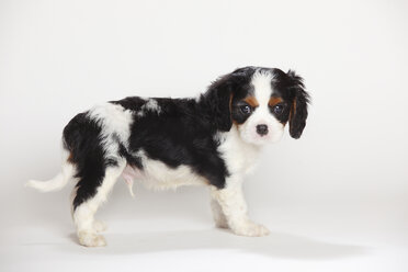 Cavalier King Charles Spaniel Welpe stehend vor weißem Hintergrund - HTF000184