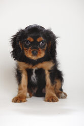 Cavalier King Charles Spaniel Welpe sitzt vor weißem Hintergrund - HTF000186