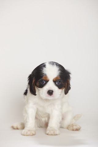 Cavalier King Charles Spaniel Welpe sitzt vor weißem Hintergrund, lizenzfreies Stockfoto