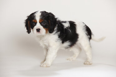 Cavalier King Charles spaniel puppy standing in front of white background - HTF000188