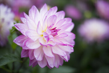 Germany, Baden-Wuerttemberg, Dahlia - ELF000619