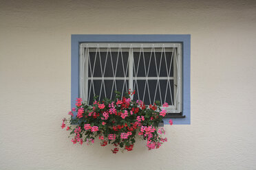 Metallgitterfenster mit rosa und roter Geranie - AXF000522