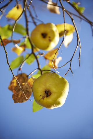 Deutschland, Bayern, Quittenobstbaum, lizenzfreies Stockfoto