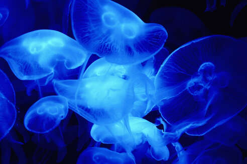 Germany, Munich, Jellyfish in aquarium - AXF000544
