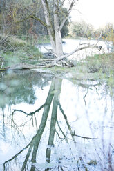 Deutschland, Bayern, Isar, Weideland - MAEF007329