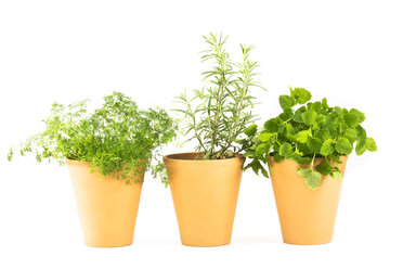 Rosemary, dill and balm in flower pots - MAEF007333