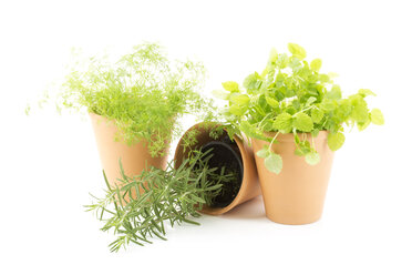 Rosemary, dill and balm in flower pots - MAEF007334
