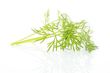 Dill - MAEF007336