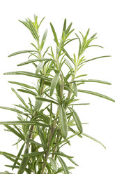 Rosemary - MAEF007337