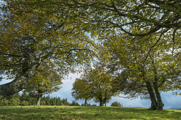 Germany, Baden-Wuerttemberg, Breisgau-Hochschwarzwald, Beech trees at Schauinsland - ELF000627