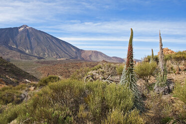 Spanien, Kanarische Inseln, Teneriffa, Los Roques de Garcia, Berg Teide, Teide-Nationalpark, Echium Wildpretii - UMF000679