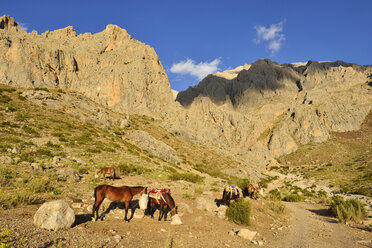 Türkei, Hoch- oder Antitaurusgebirge, Aladaglar-Nationalpark, Packpferde im Sokullupinar-Camp - ES000748