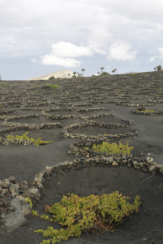 Spain, Lanzarote, Wine growing area La Geria stock photo