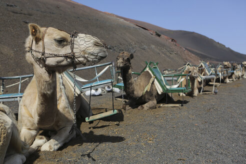 Spanien, Lanzarote, Timanfaya-Nationalpark, Kamele im Sand sitzend - JAT000457