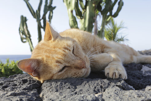 Spanien, Lanzarote, Ingwer-Katze auf Felsen liegend - JATF000442