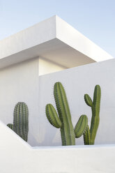 Spain, Lanzarote, Puerto del Carmen, Cactus growing between walls - JATF000440