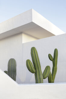 Spanien, Lanzarote, Puerto del Carmen, Kaktus wächst zwischen Mauern - JATF000440
