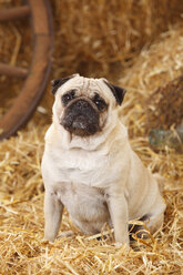 Pug sitting at hay - HTF000193