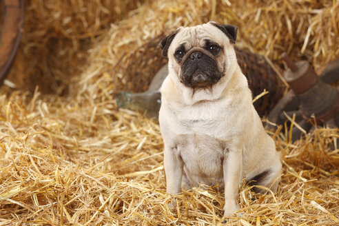 Mops sitzt im Heu - HTF000201