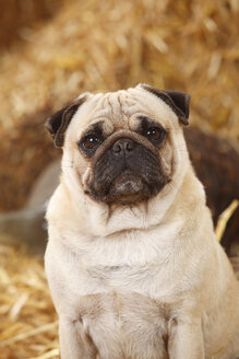Portrait of pug sitting at hay - HTF000203