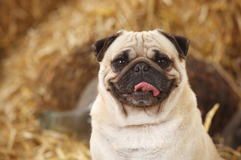 Portrait of pug sitting at hay - HTF000194