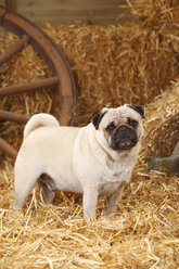 Pug standing at hay - HTF000205