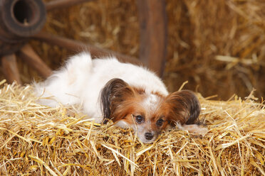 Papillon lying on bale of straw - HTF000196