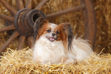 Papillon auf Strohballen liegend - HTF000209