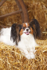 Papillon lying on bale of straw - HTF000204