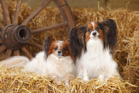 Zwei Papillons auf Strohballen, lizenzfreies Stockfoto